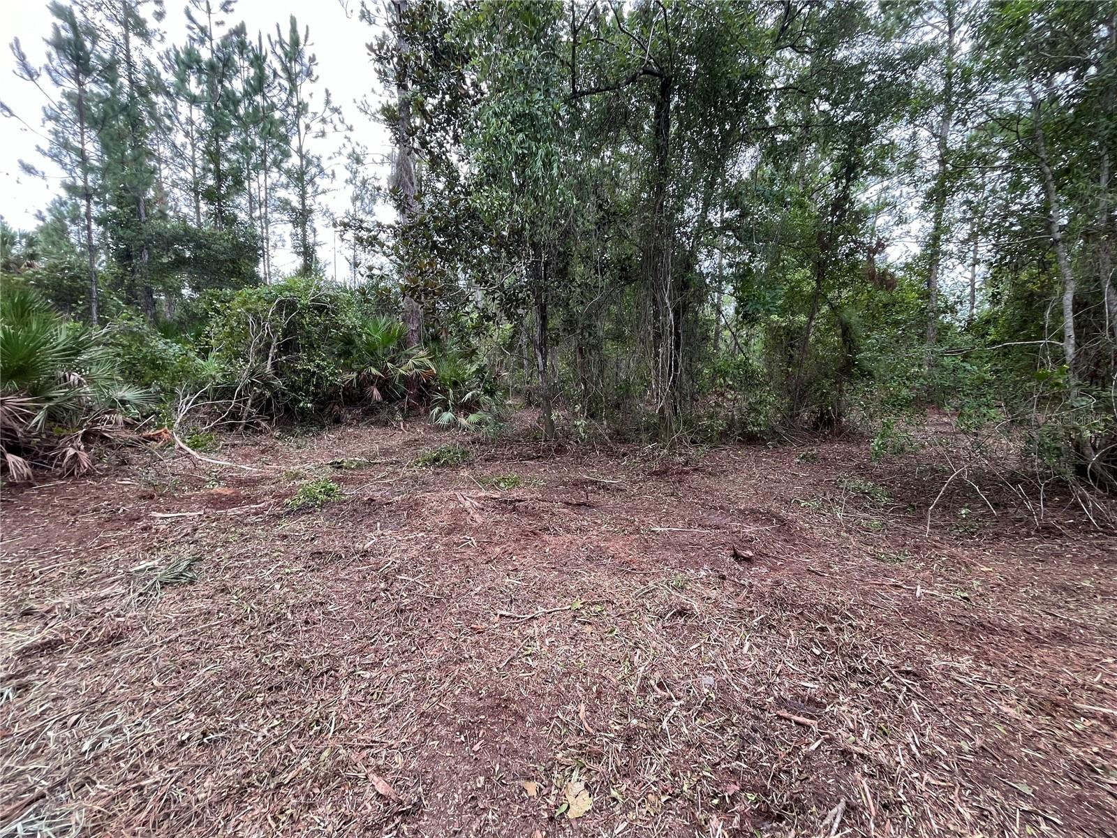 147 Roebuck St Property Photo 4