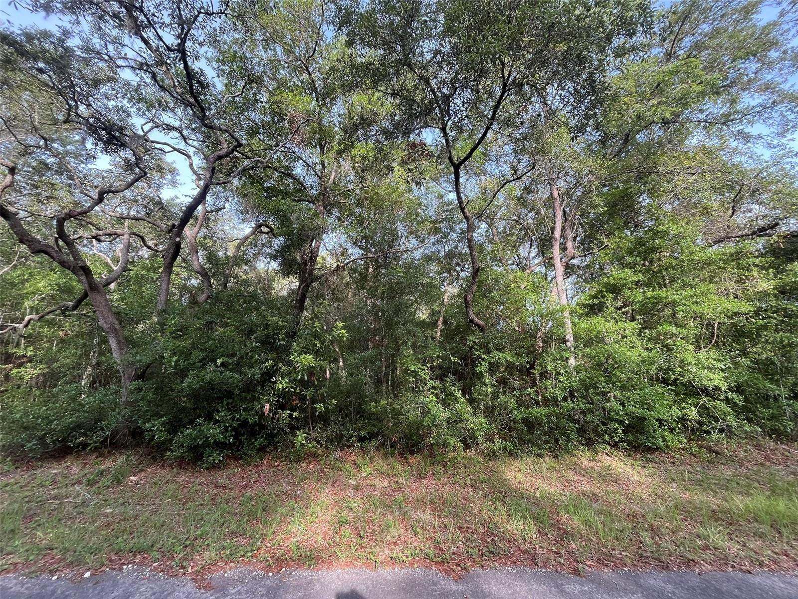6634 N Pagoda Tree Ter Property Photo 5