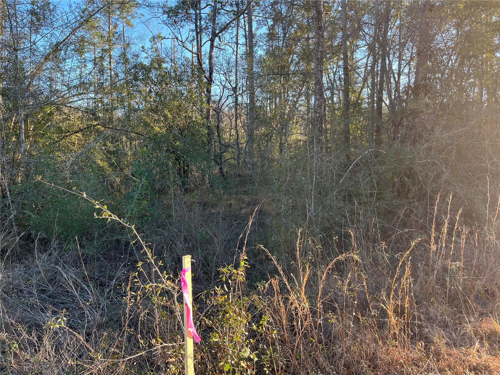 Goreville Ave Property Photo 8