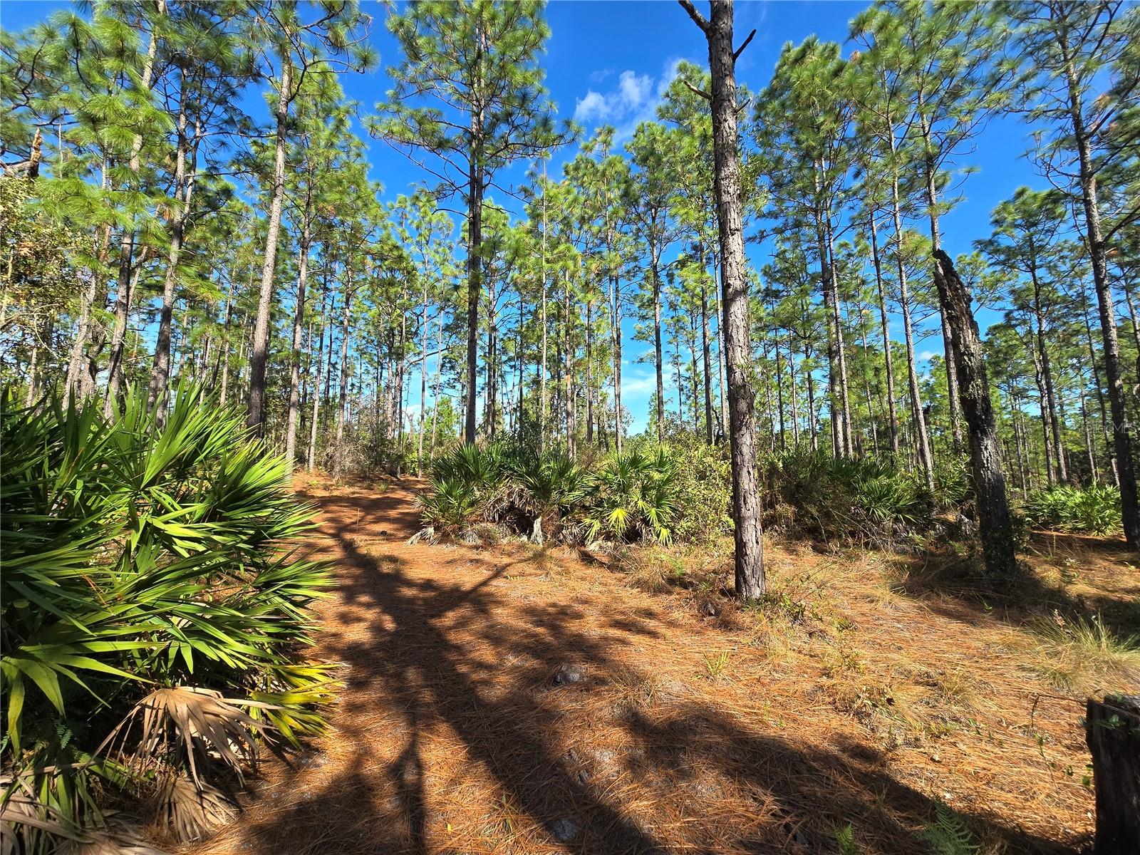 5449 N Smokey Mountain Pt Property Photo 5