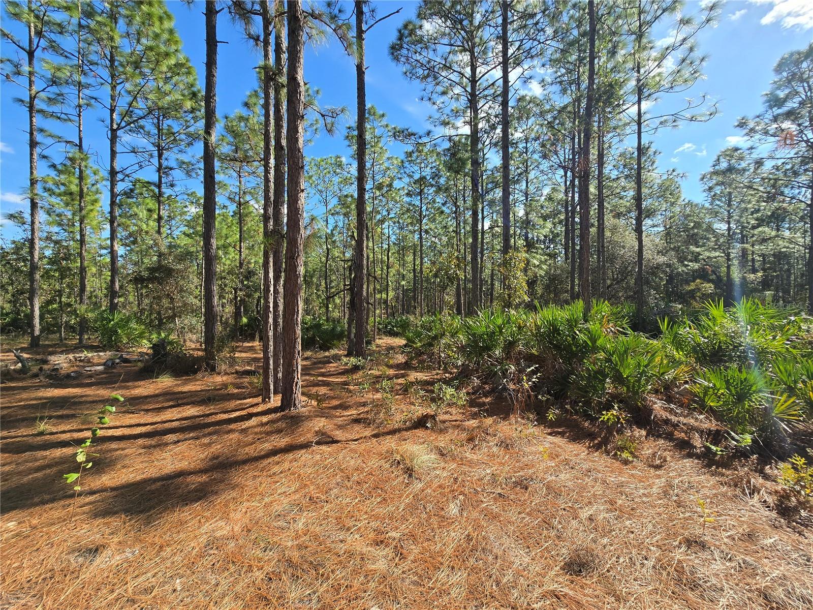 5449 N Smokey Mountain Pt Property Photo 6