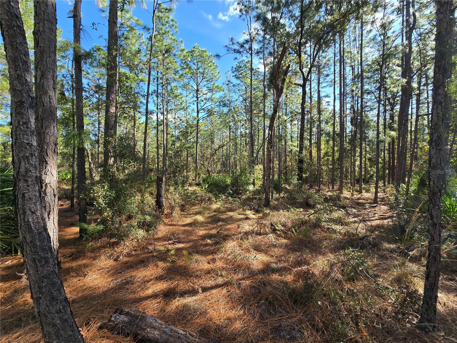 5449 N Smokey Mountain Pt Property Photo 7