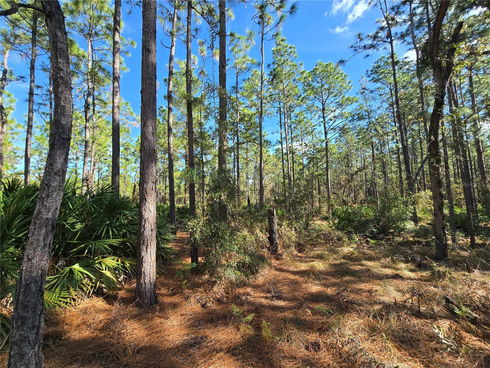 5449 N Smokey Mountain Pt Property Photo 8