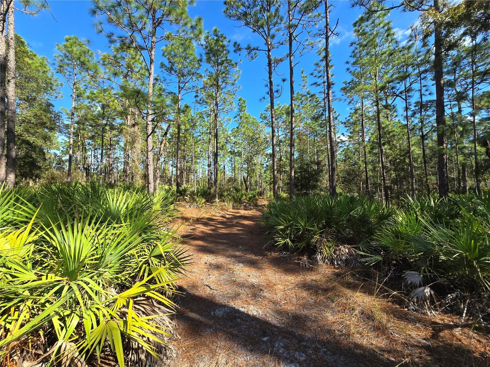 5449 N Smokey Mountain Pt Property Photo 10