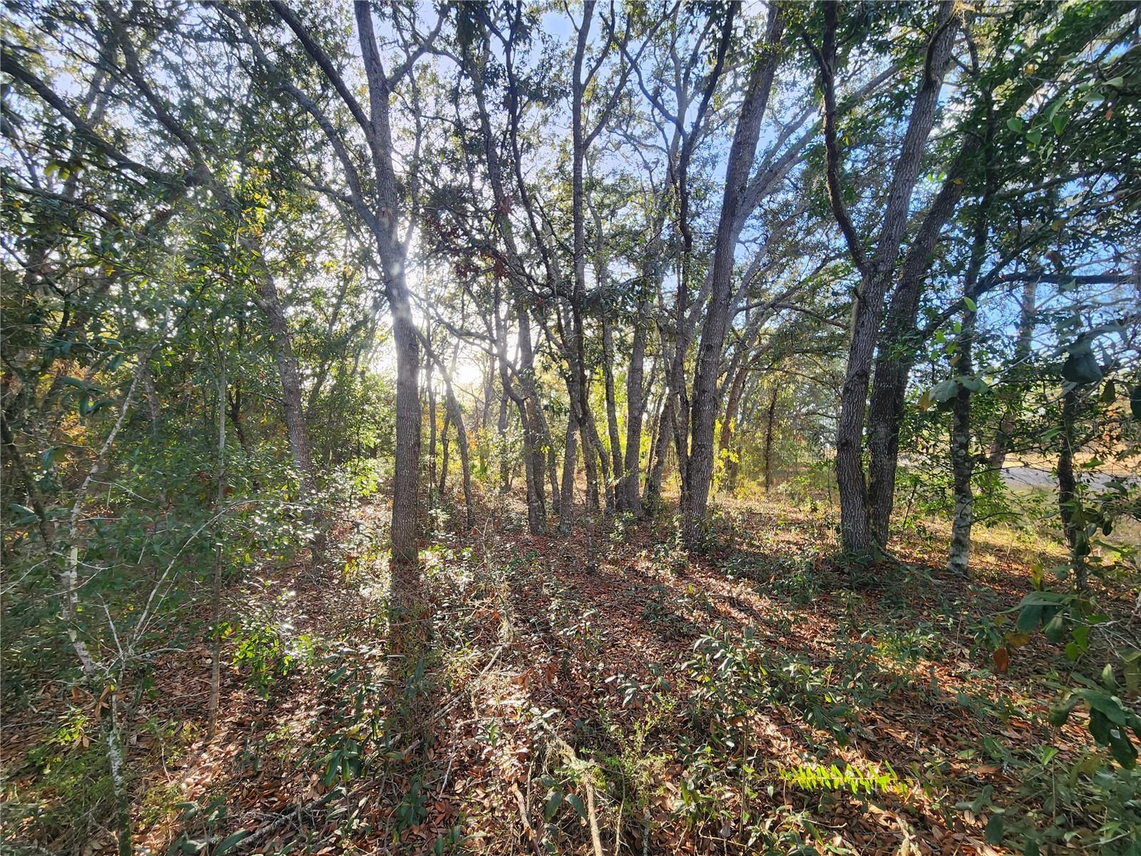 2176 W Conway Dr Property Photo 7