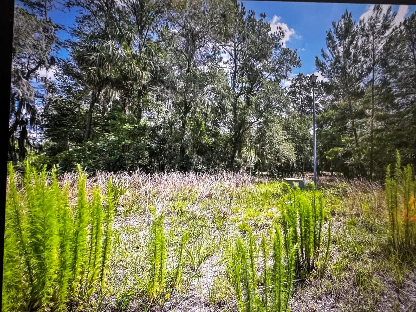 260 Live Oak Loop Property Photo 14