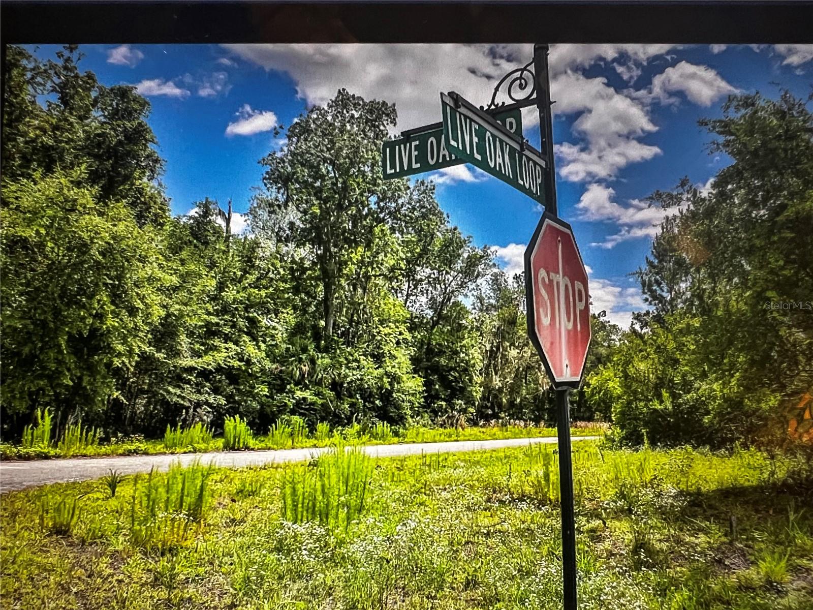260 Live Oak Loop Property Photo 18