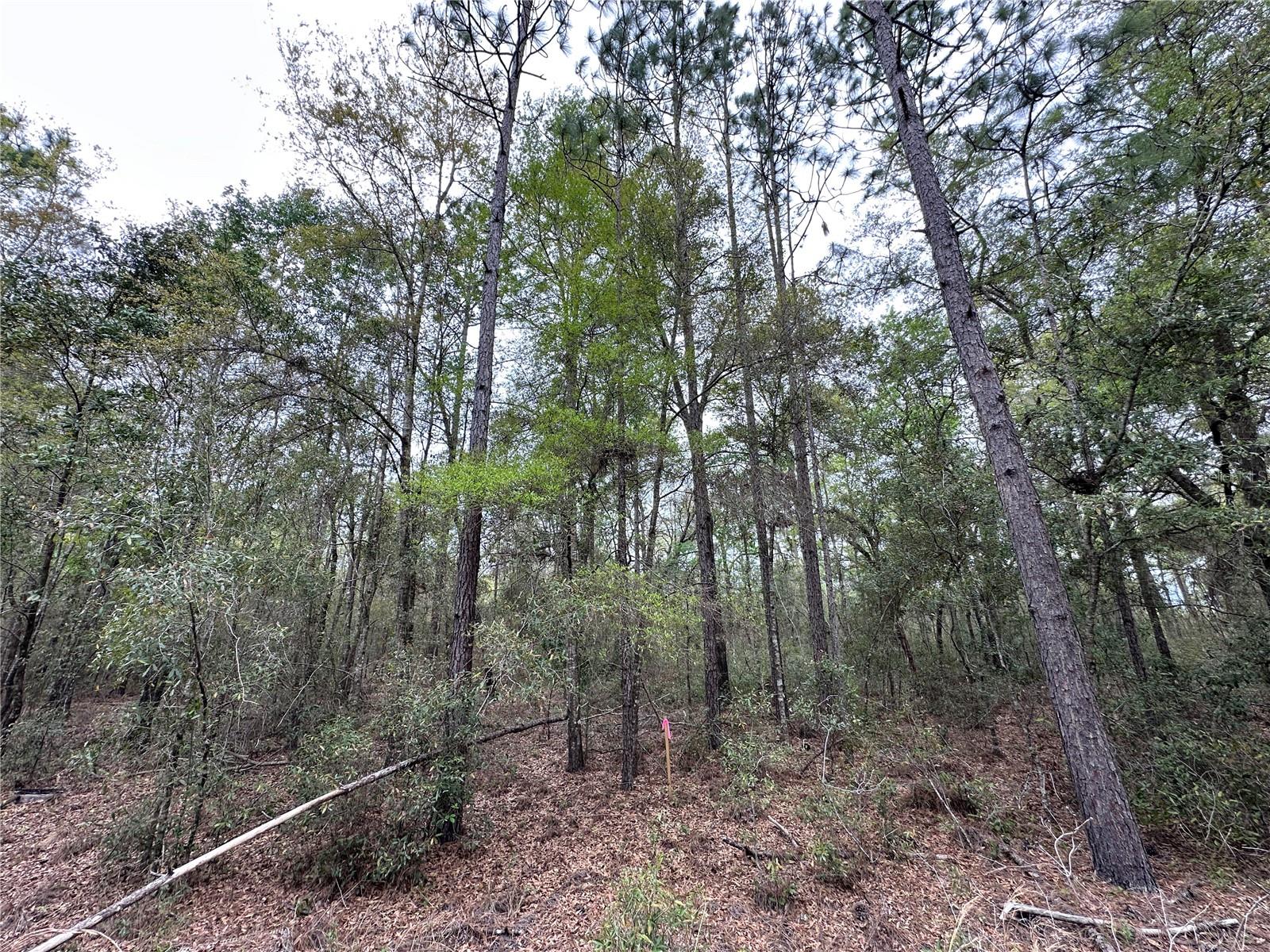 Tbd Ne 154th Ave Property Photo 3