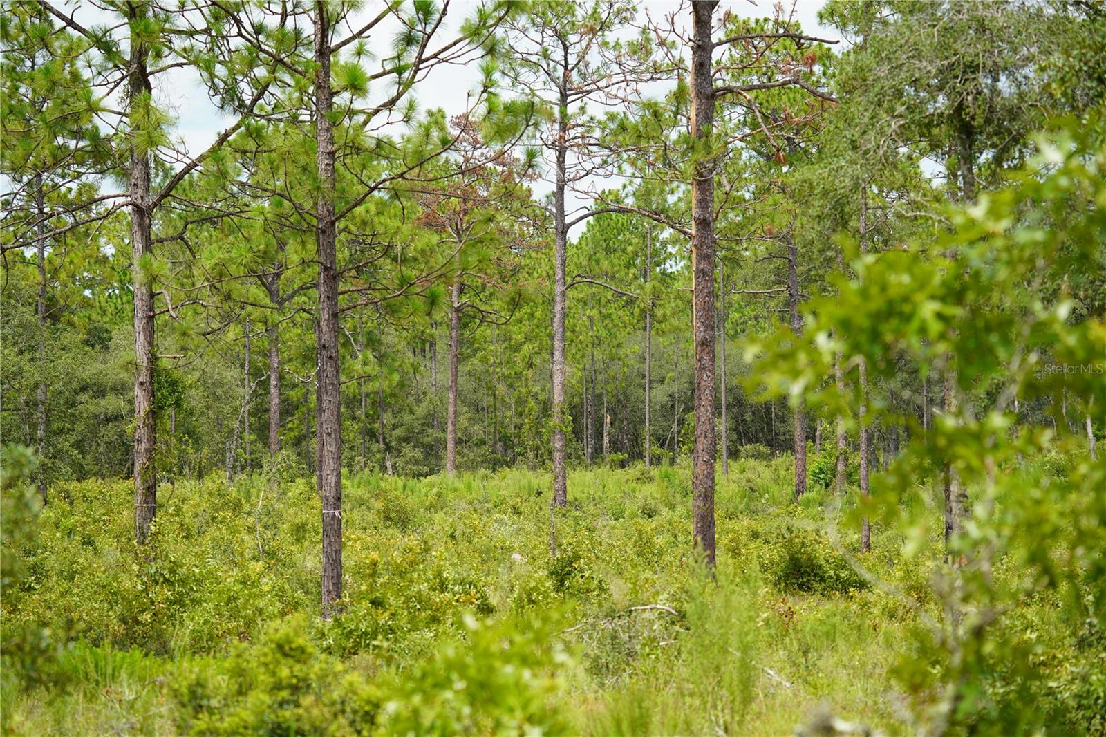 Se State Road 121 Lot A & B Property Photo 7