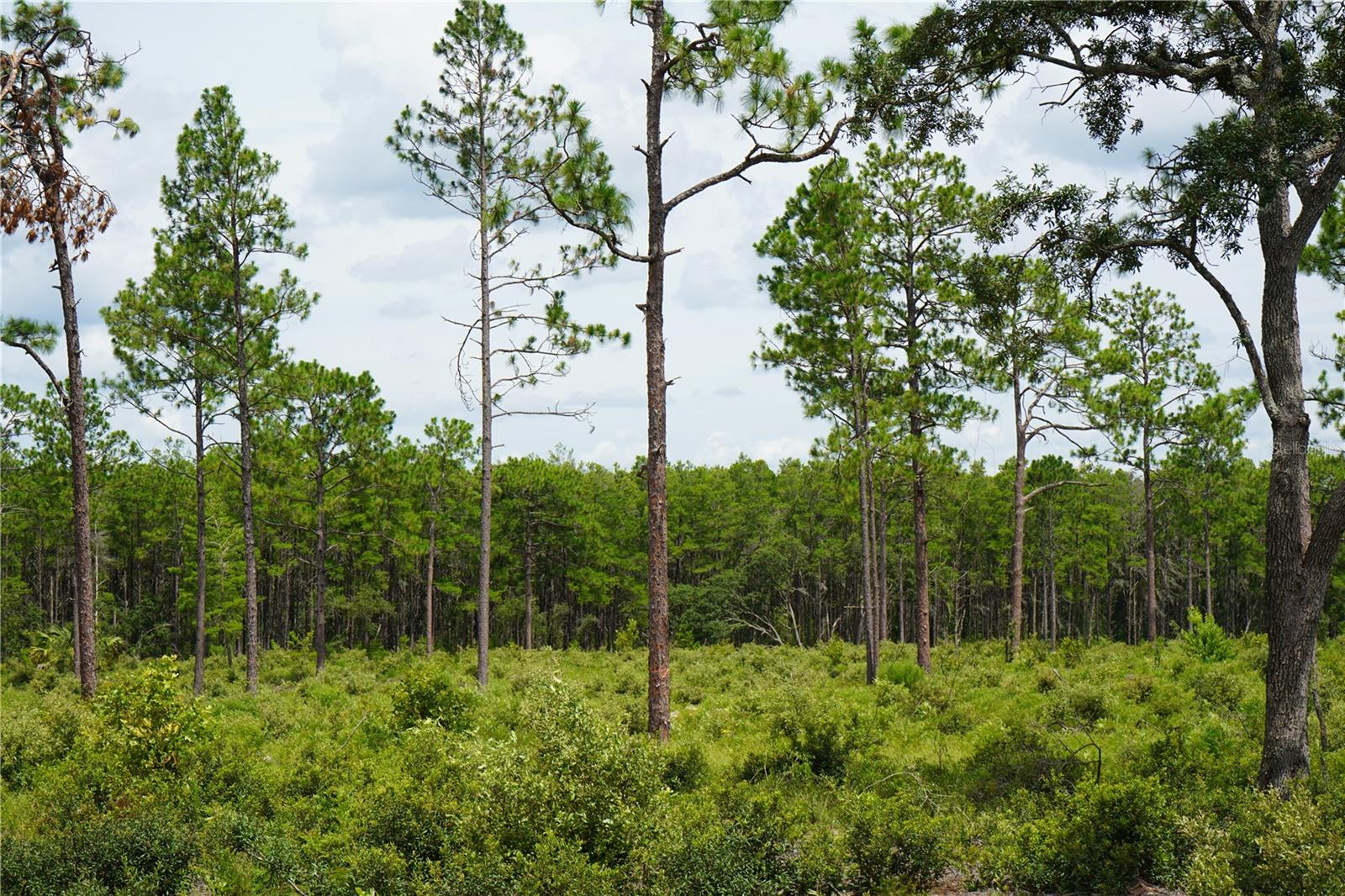 Se State Road 121 Lot A & B Property Photo 10