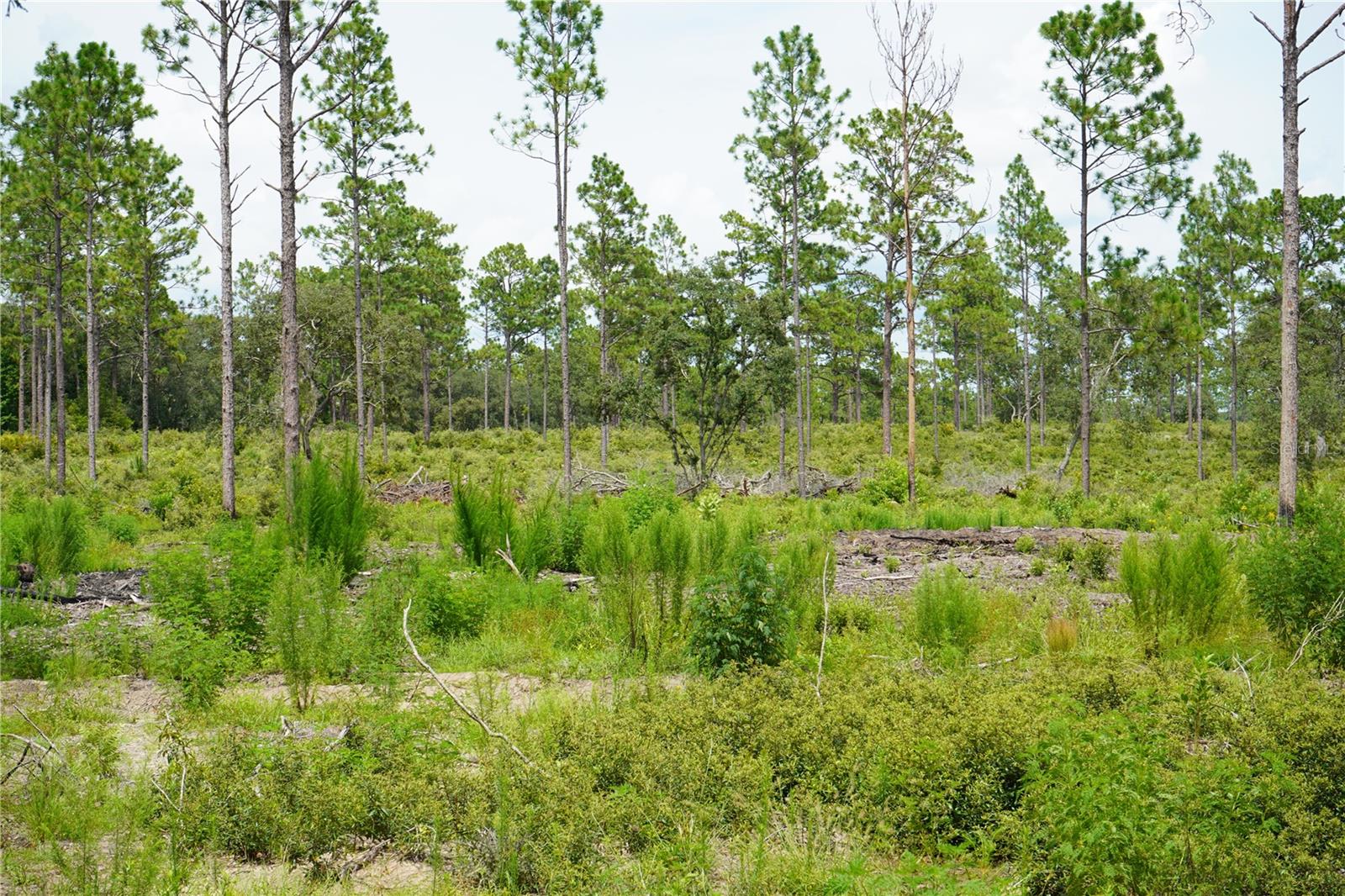 Se State Road 121 Lot C & D Property Photo 10