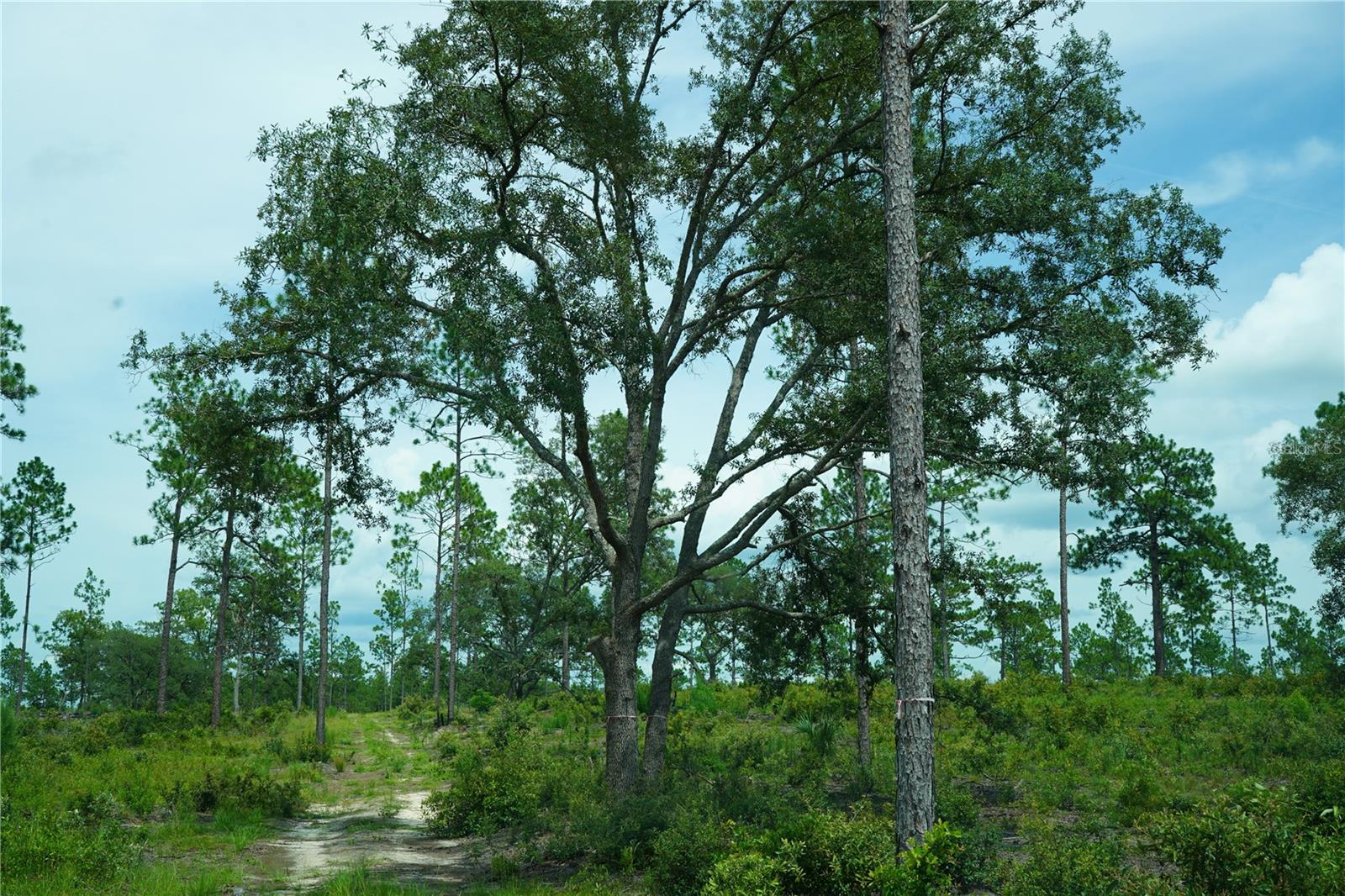 Se State Road 121 Lot C & D Property Photo 11