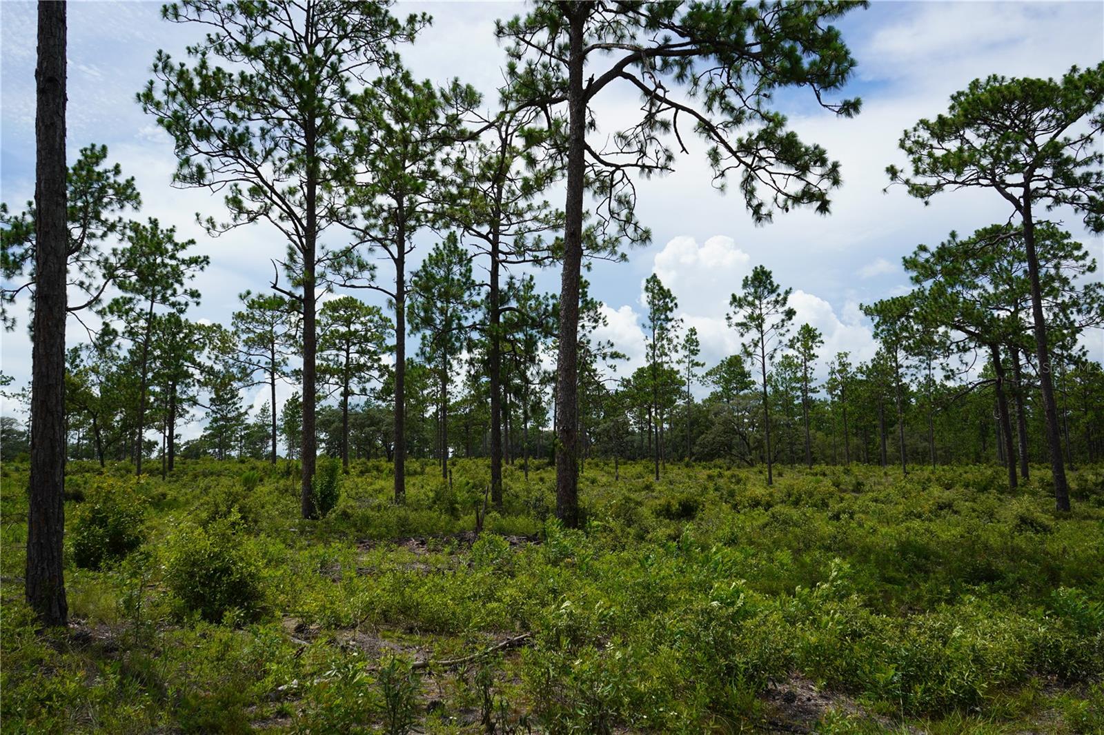 Se State Road 121 Lot C & D Property Photo 14