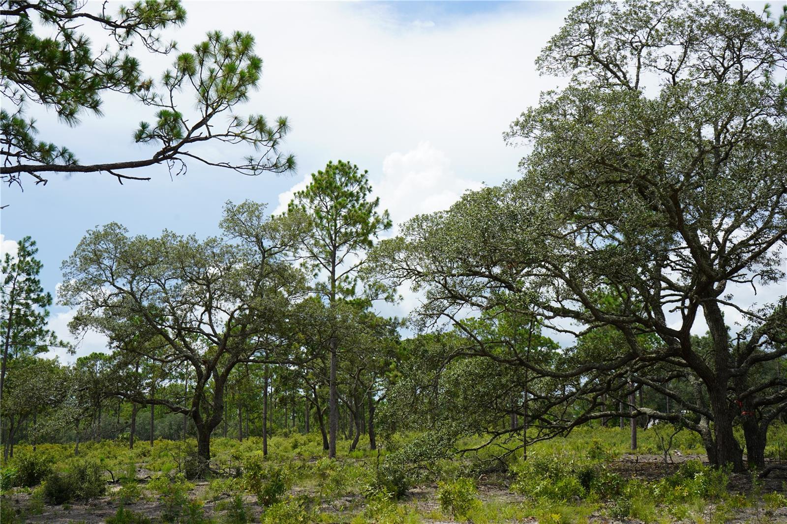 Se State Road 121 Lot C & D Property Photo 17