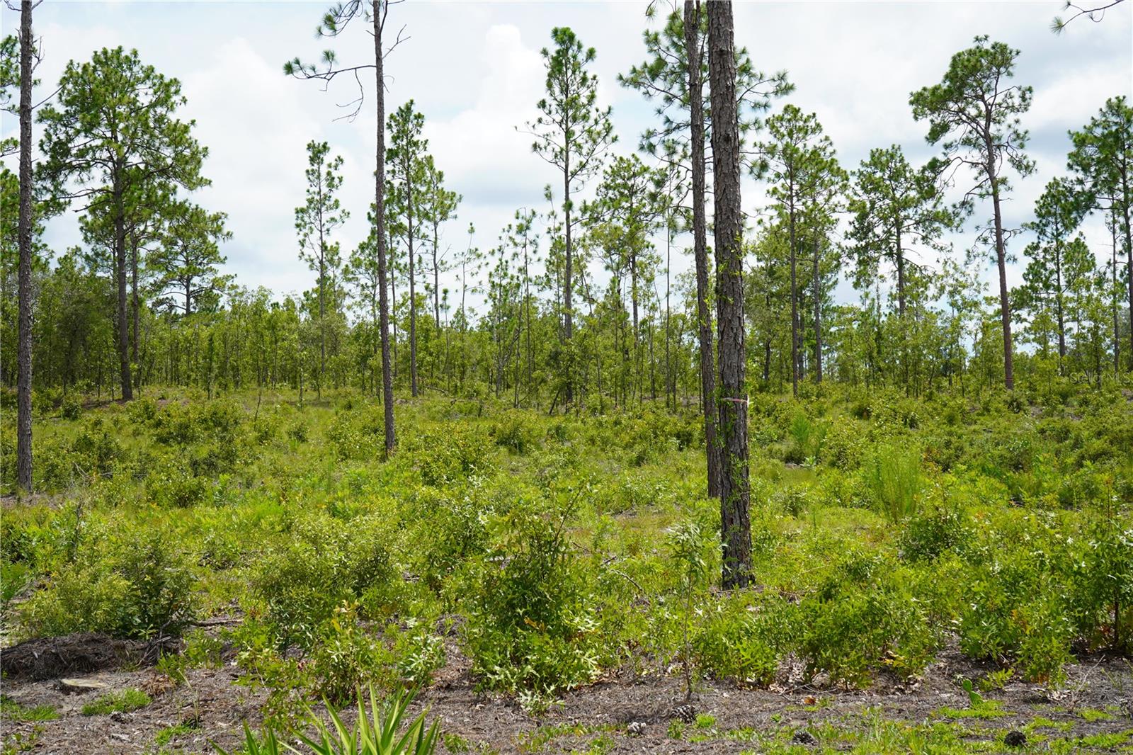 Se State Road 121 Lot C & D Property Photo 18