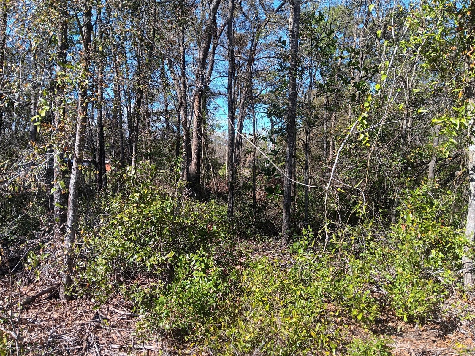 155 Palm Dr Property Photo 2
