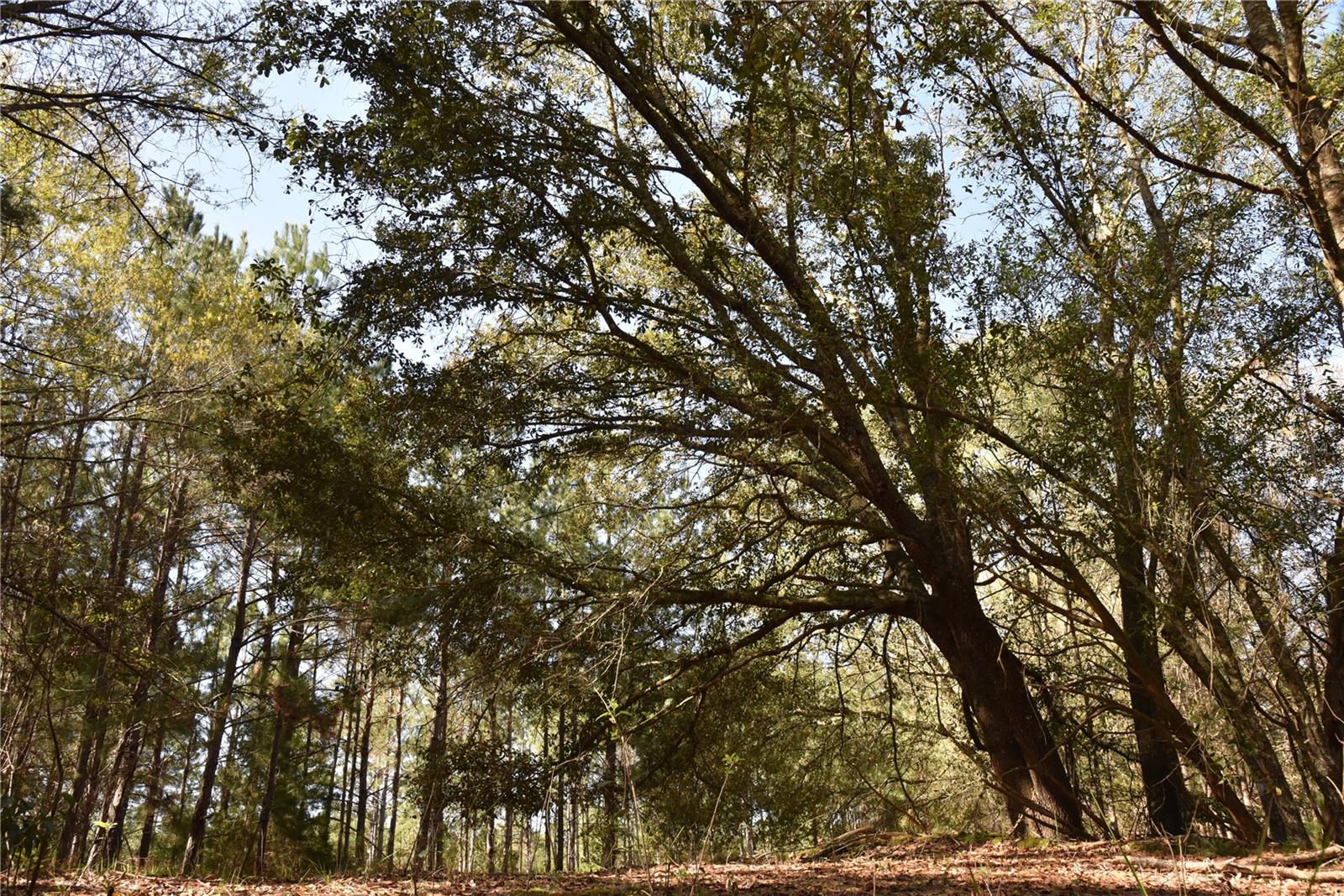 Us-301 Property Photo