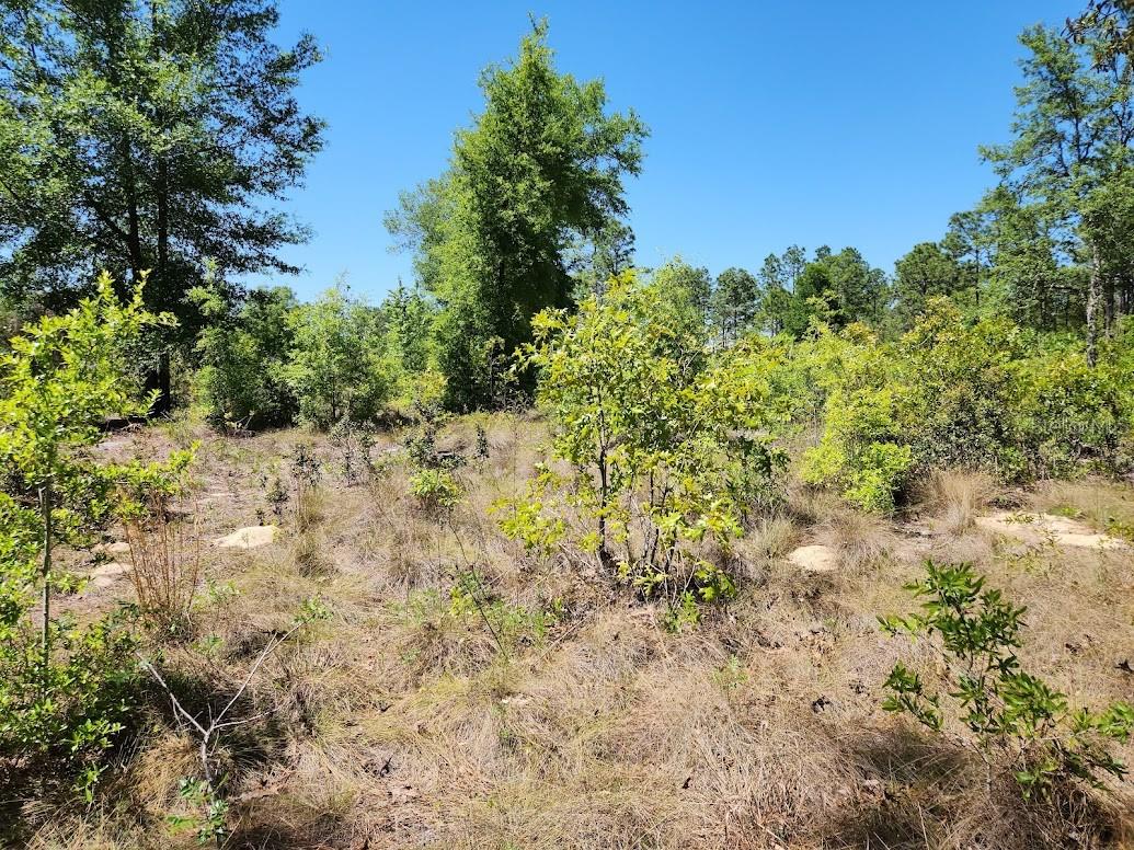 Lot 5 Sw 64th Ln Property Photo 3