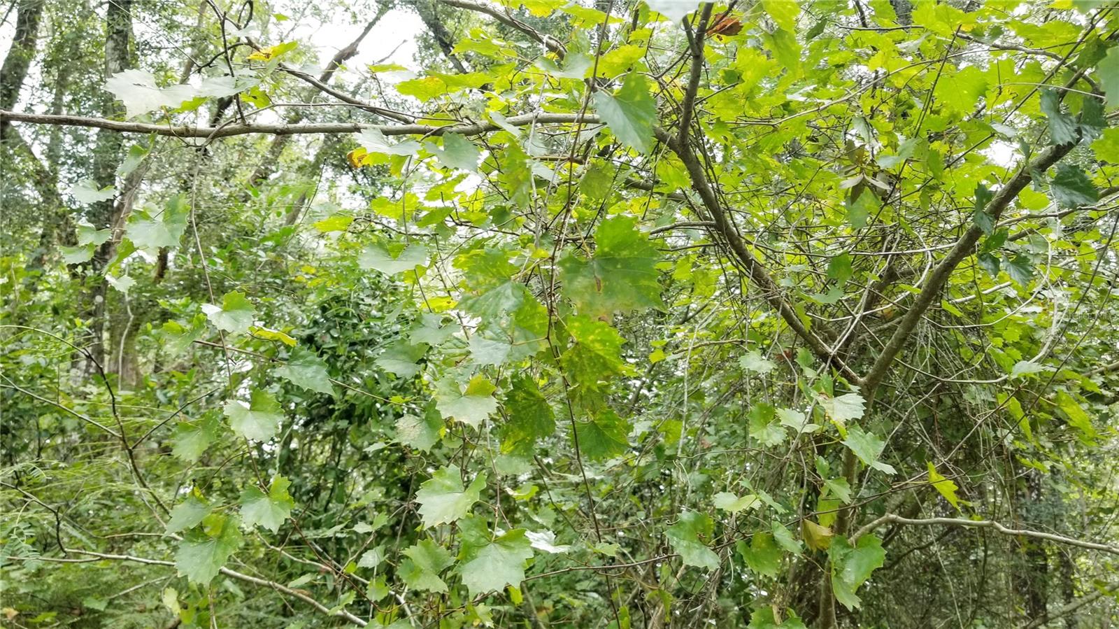 9775 N Dearing Loop Property Photo 12