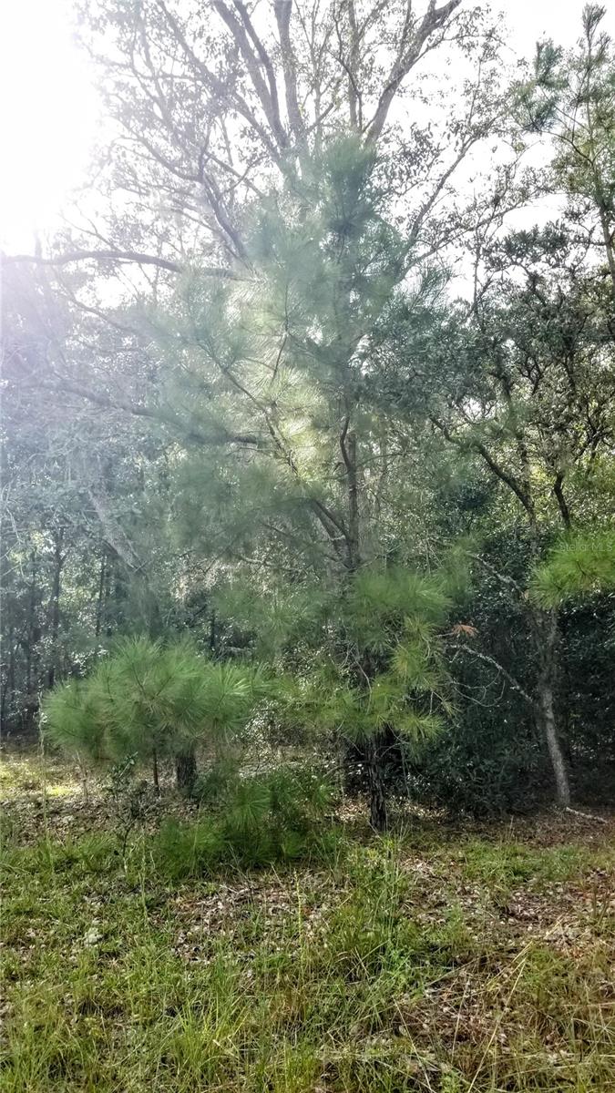 8844 N Lily Dr Property Photo 16