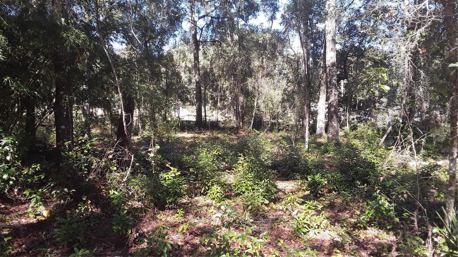 13231 BISSELL DR Property Photo 1