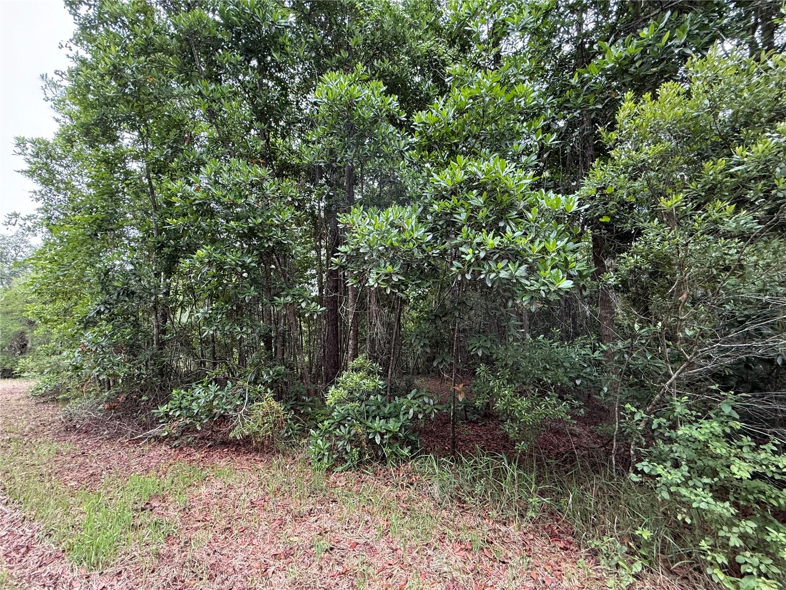 1360 S State Road 19 Property Photo 54