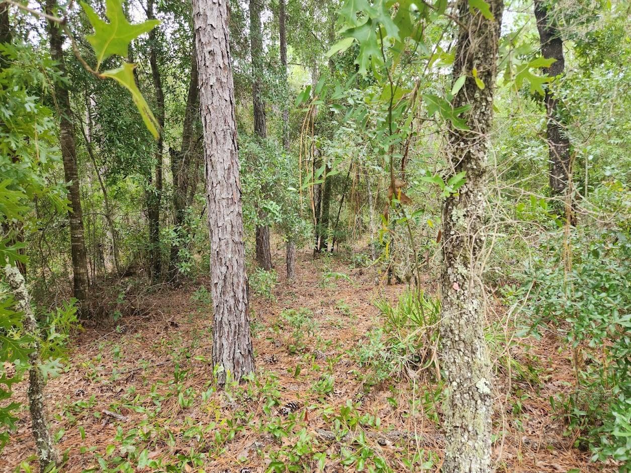 Lot 24 Sw 89th Cir Property Photo 4