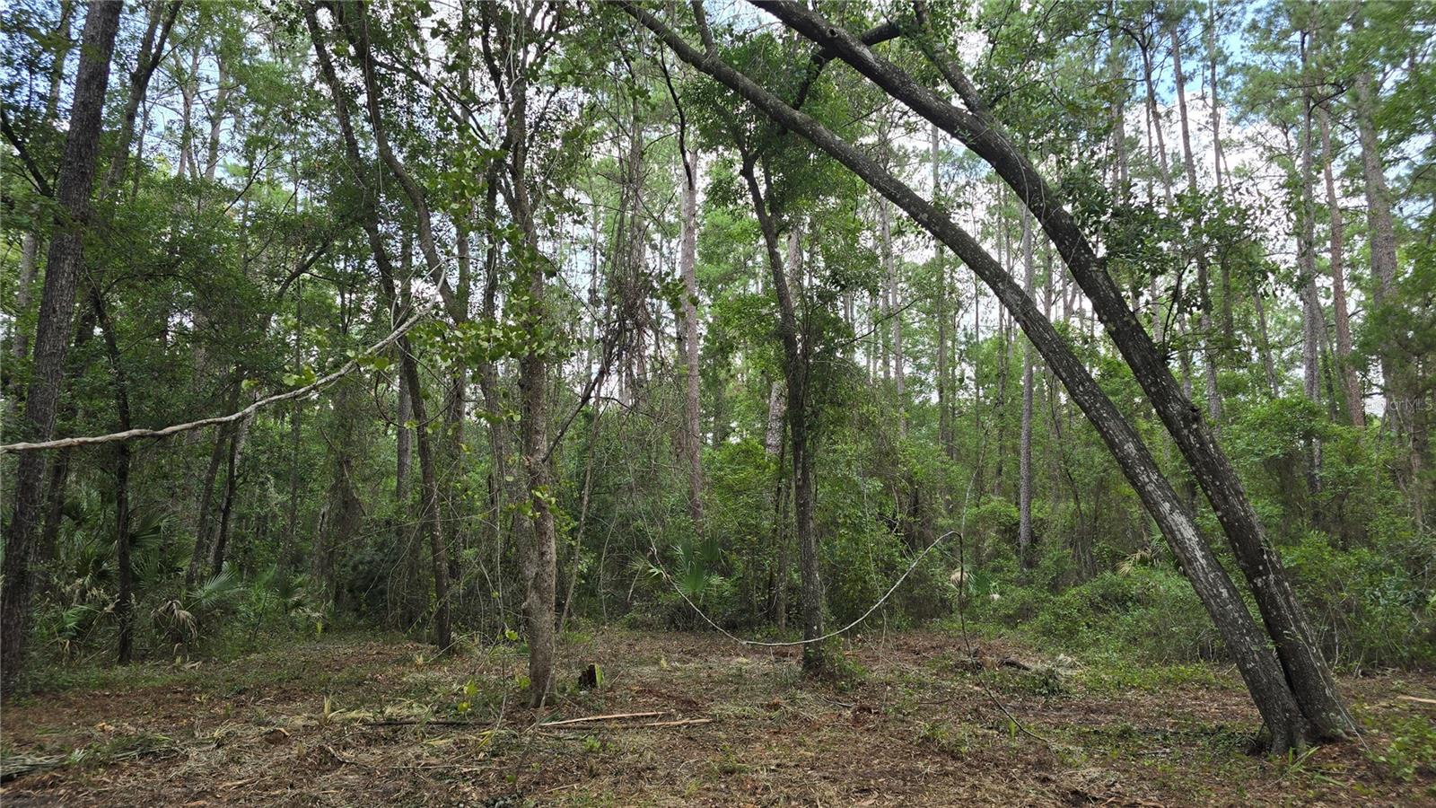 00 E Highway 316 Property Photo 31