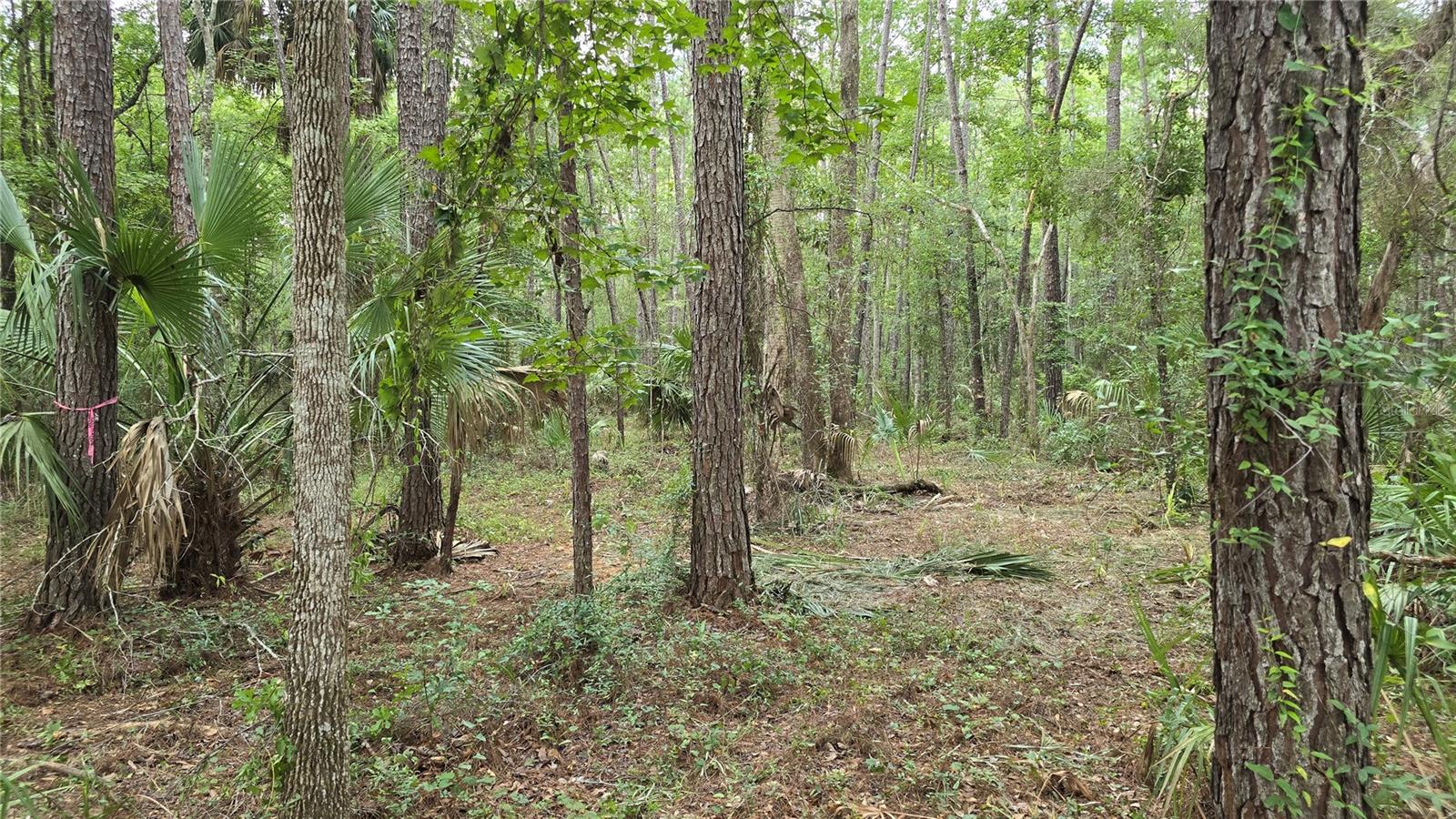 00 E Highway 316 Property Photo 32