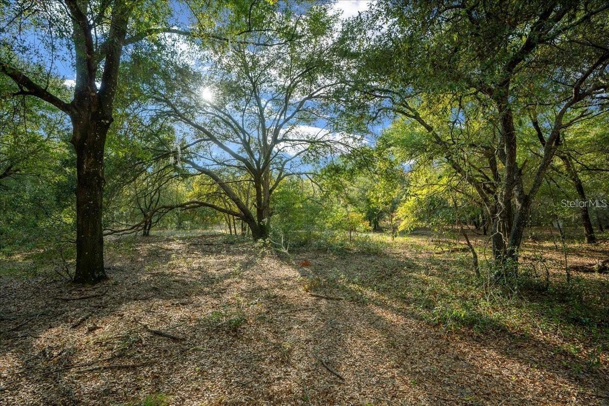7173 W R Thomas Rd Property Photo 62