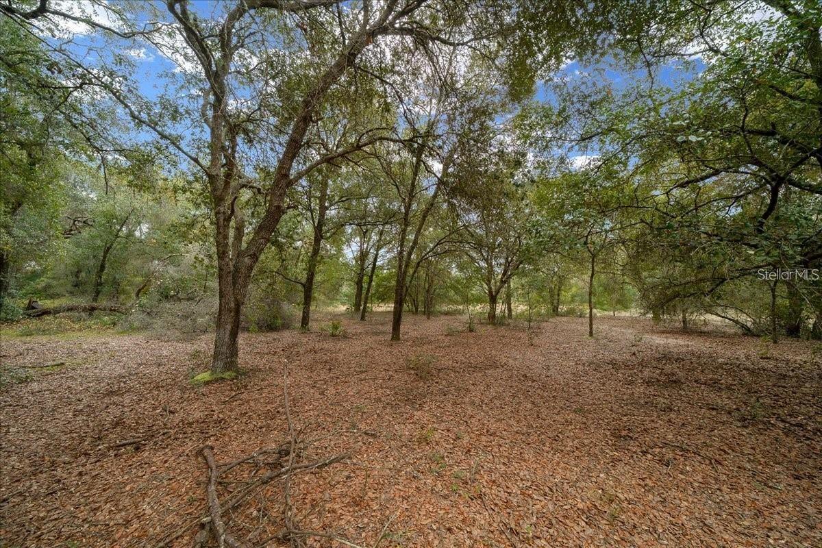 7173 W R Thomas Rd Property Photo 70