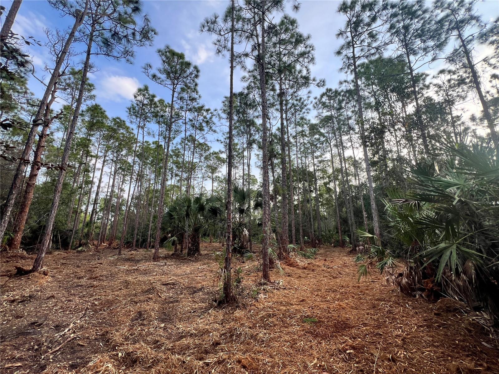 Pantera Ln Property Photo 2