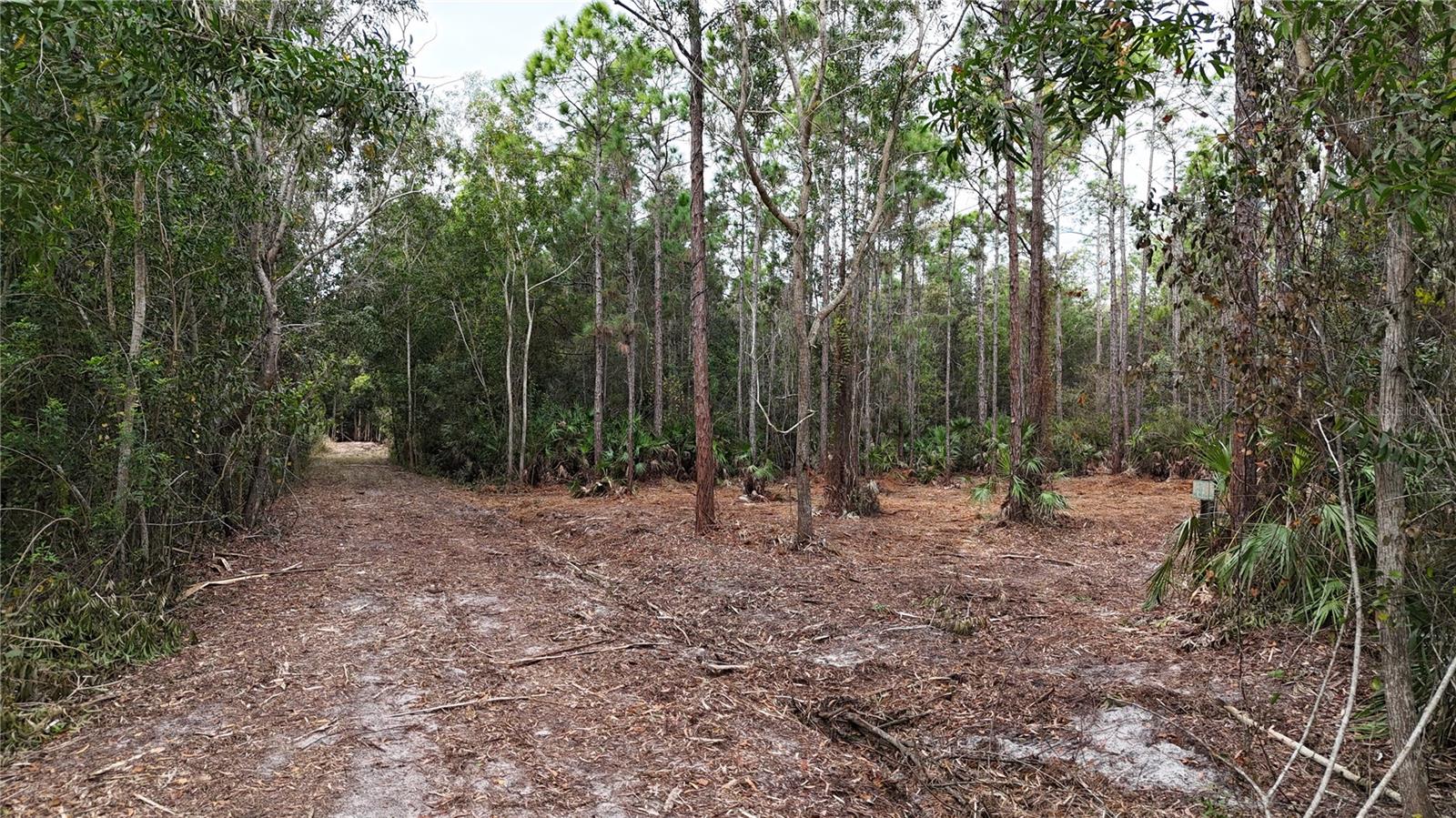 Pantera Ln Property Photo 7