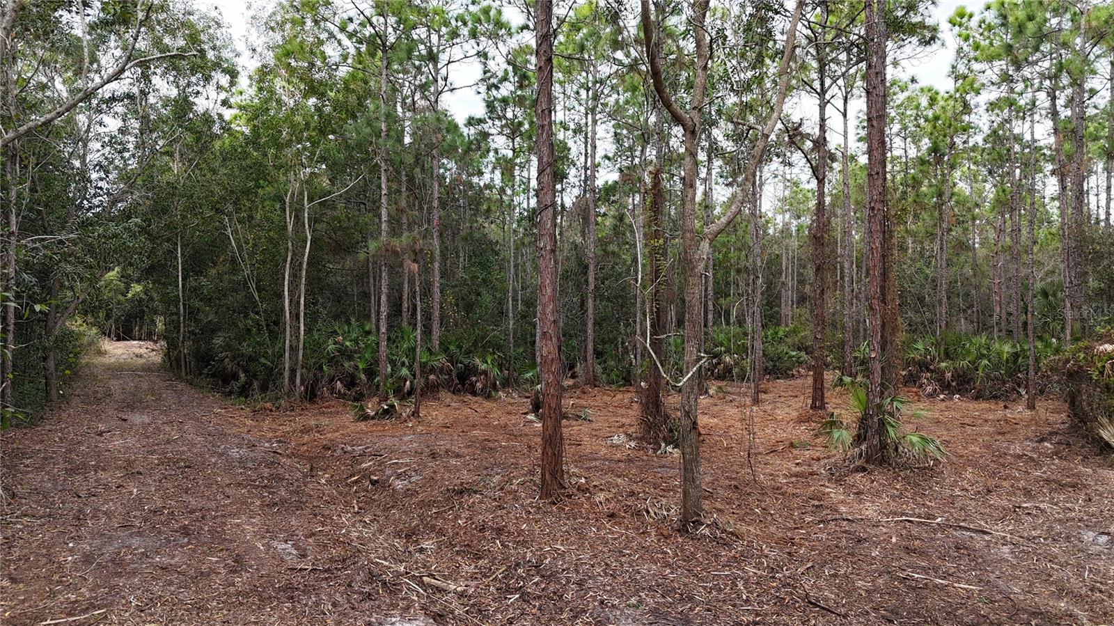 Pantera Ln Property Photo 8