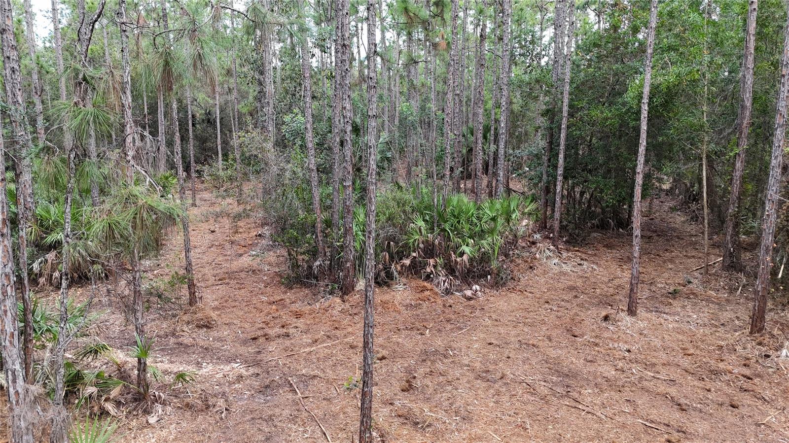 Pantera Ln Property Photo 14