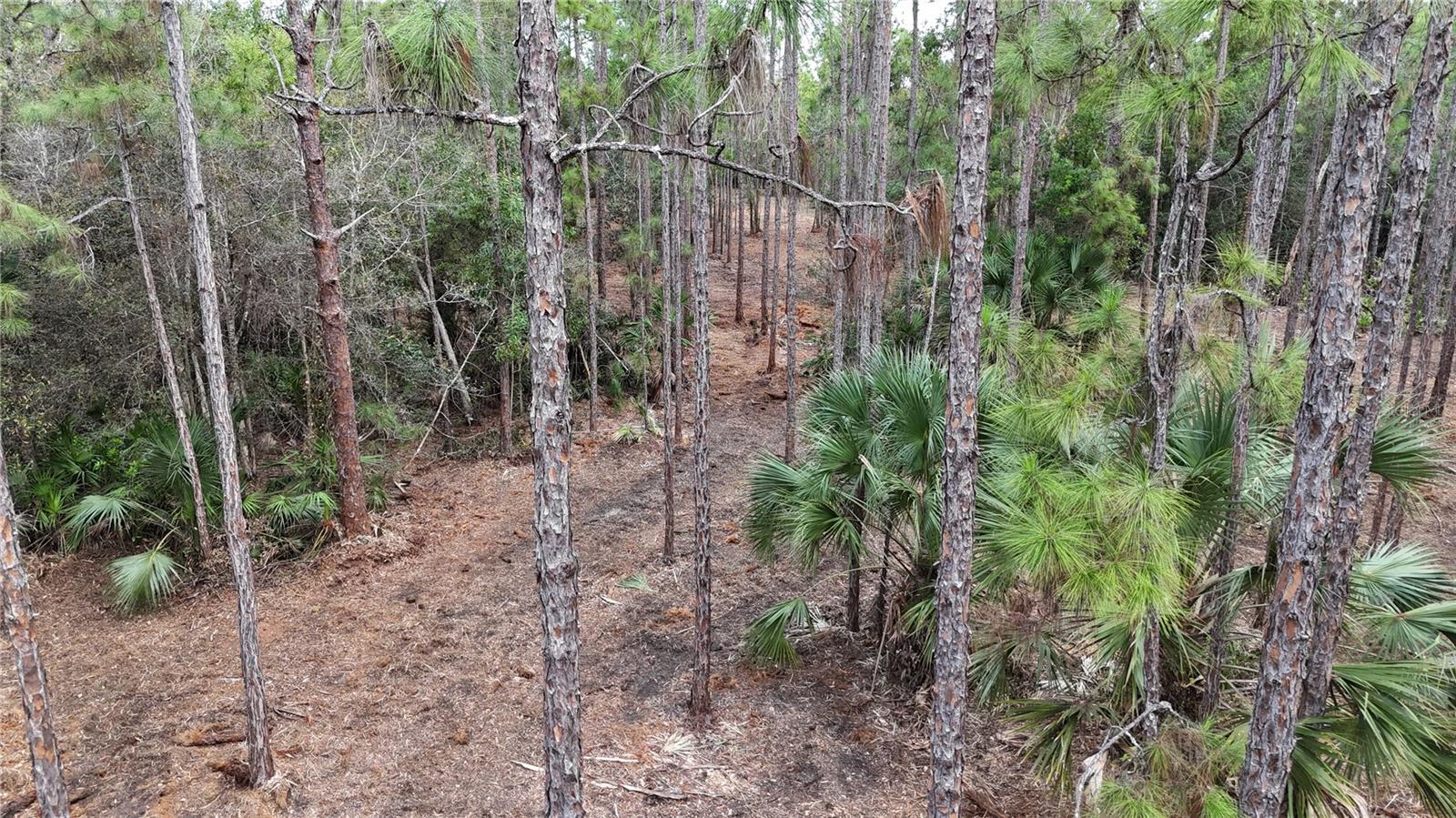 Pantera Ln Property Photo 15