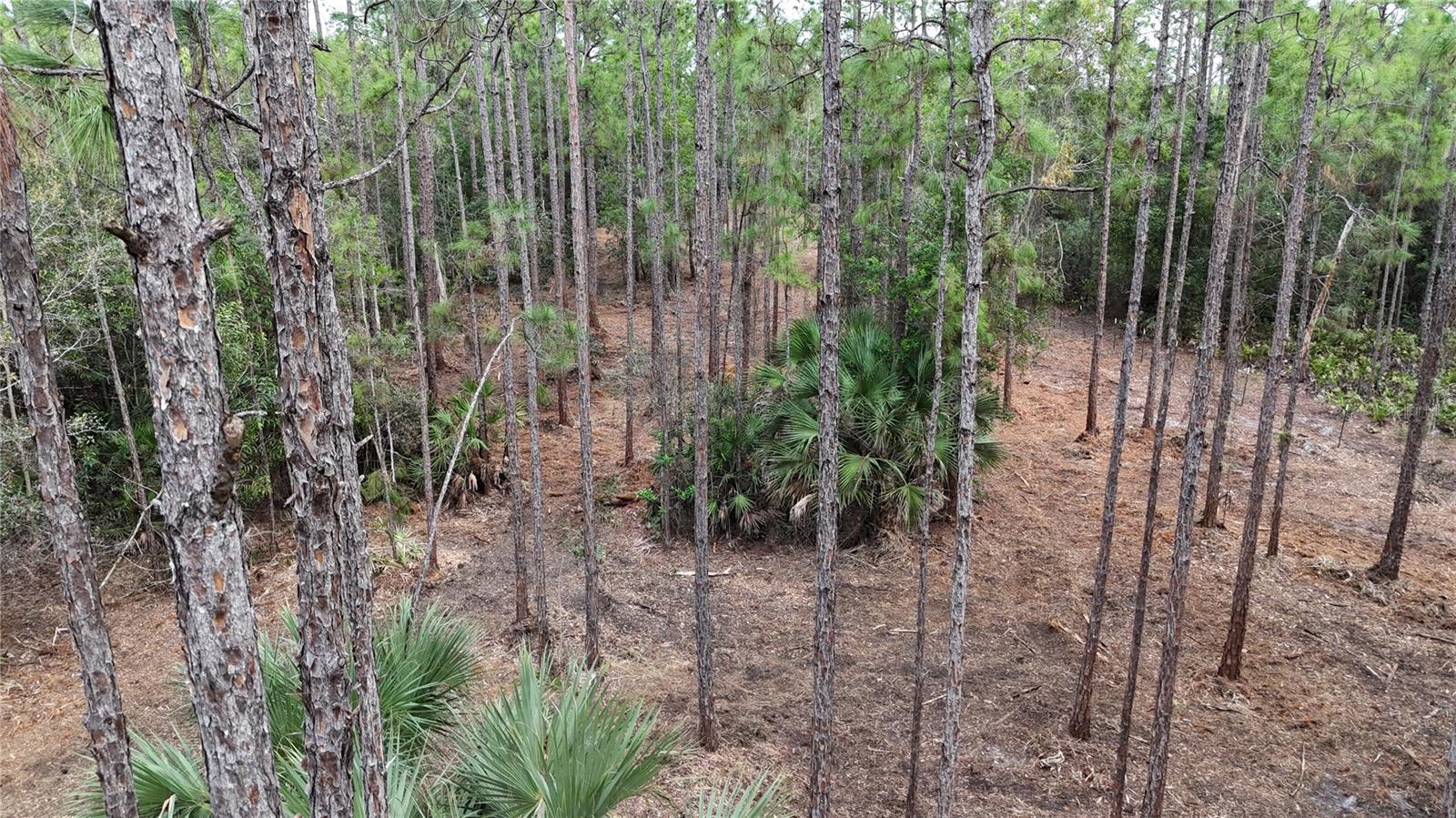 Pantera Ln Property Photo 16