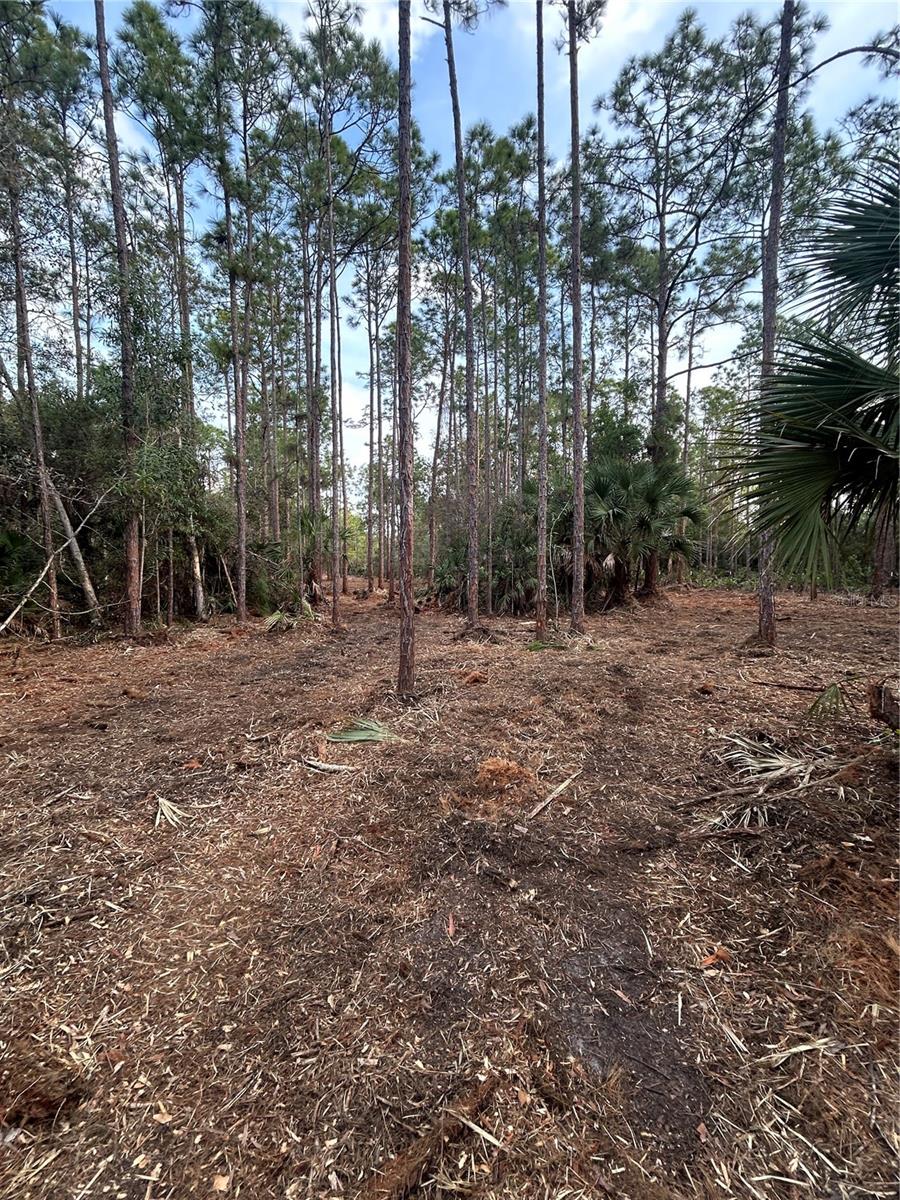 Pantera Ln Property Photo 19