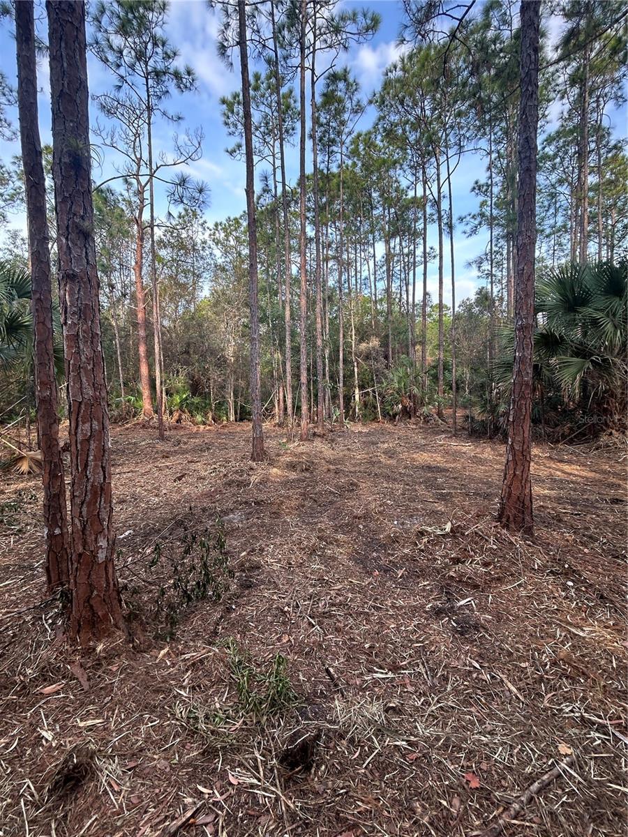 Pantera Ln Property Photo 20