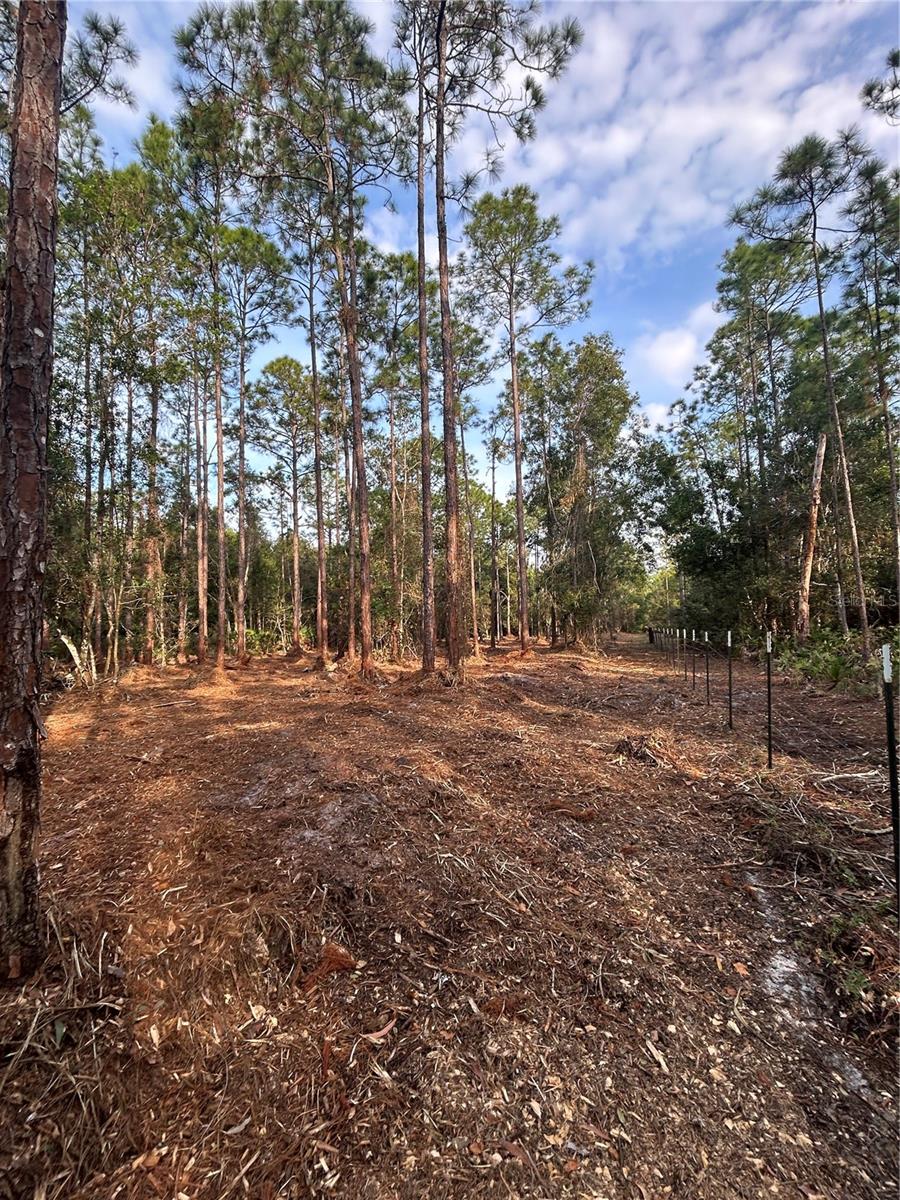 Pantera Ln Property Photo 21