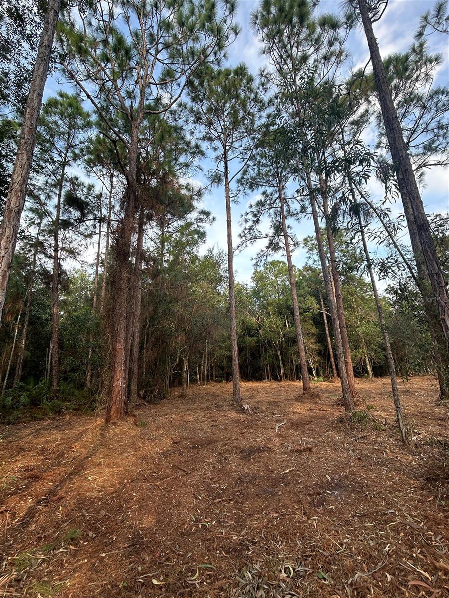 Pantera Ln Property Photo 22