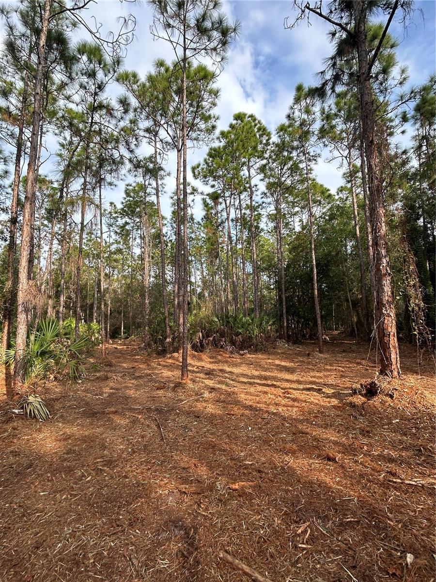 Pantera Ln Property Photo 25