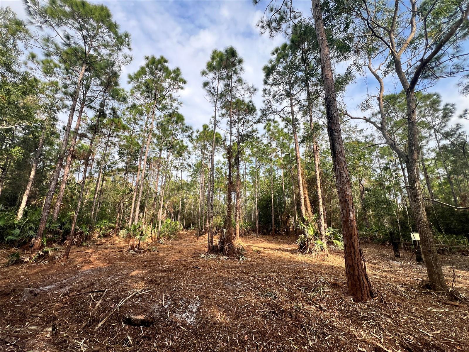 Pantera Ln Property Photo 26