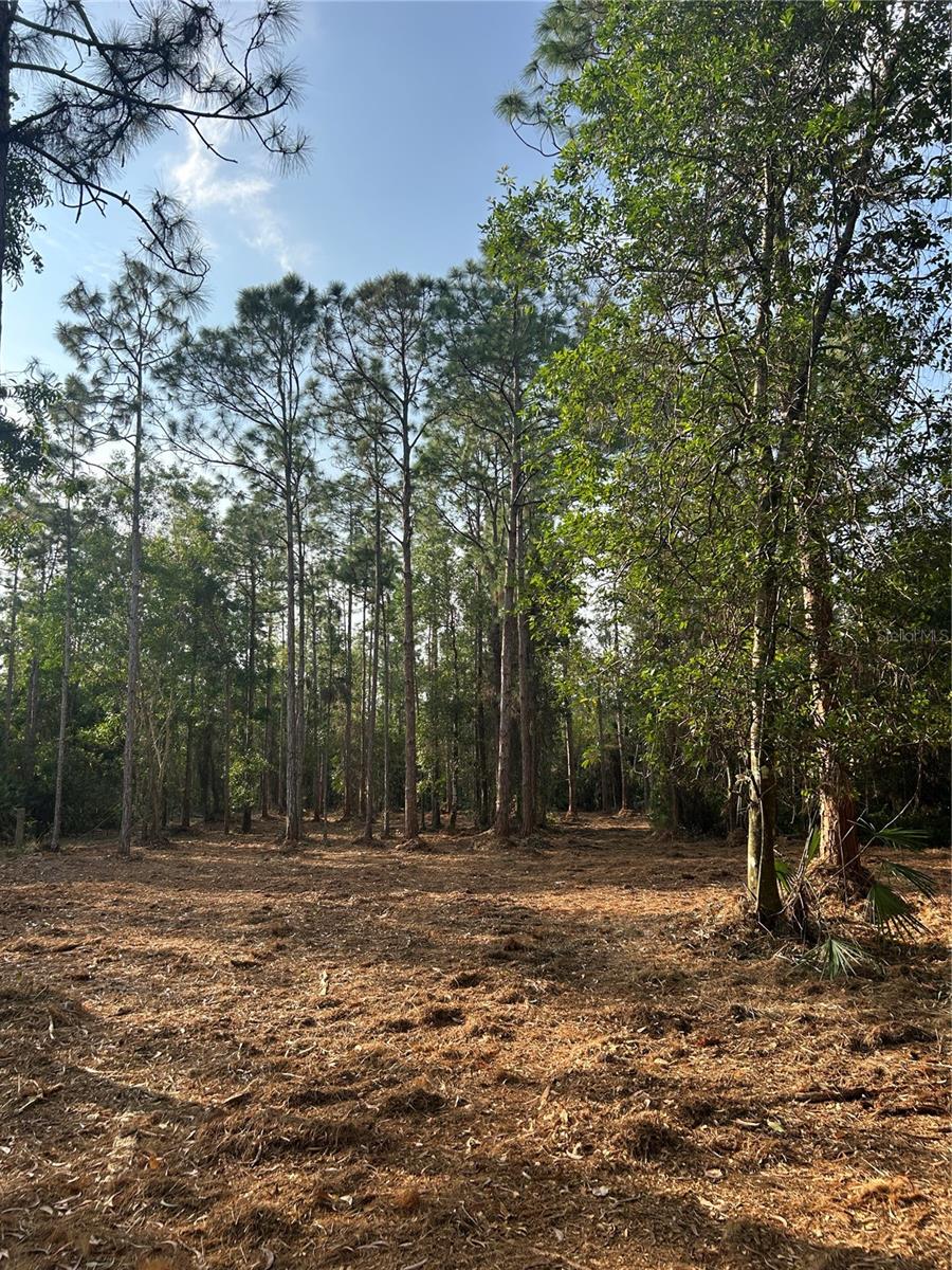 Pantera Ln Property Photo 27