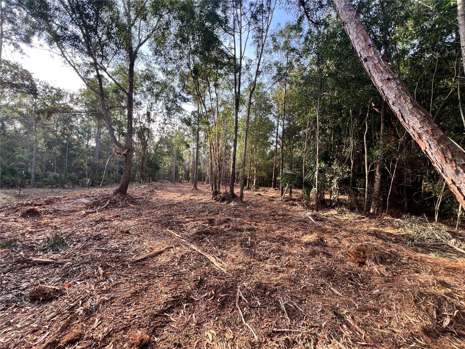 Pantera Ln Property Photo 28
