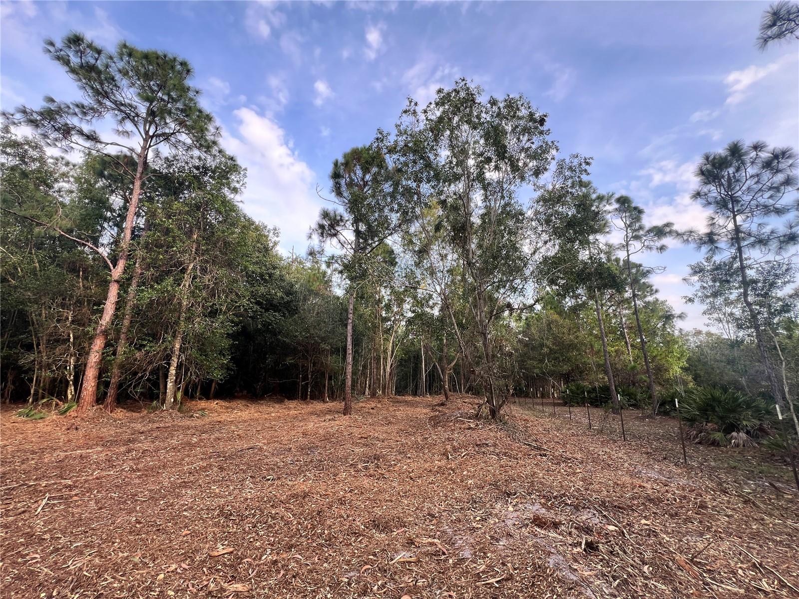 Pantera Ln Property Photo 29