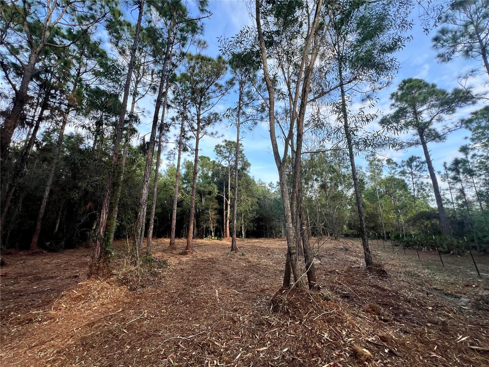 Pantera Ln Property Photo 31