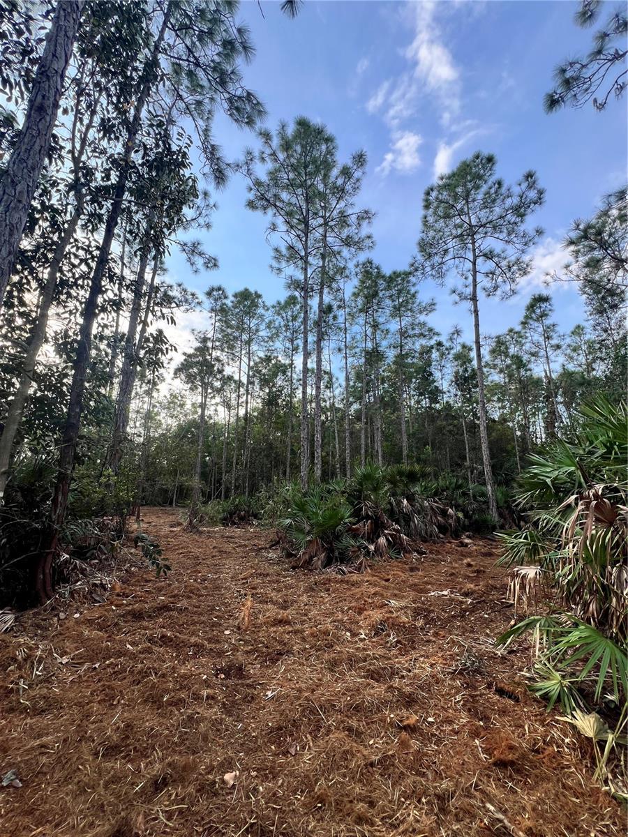 Pantera Ln Property Photo 32