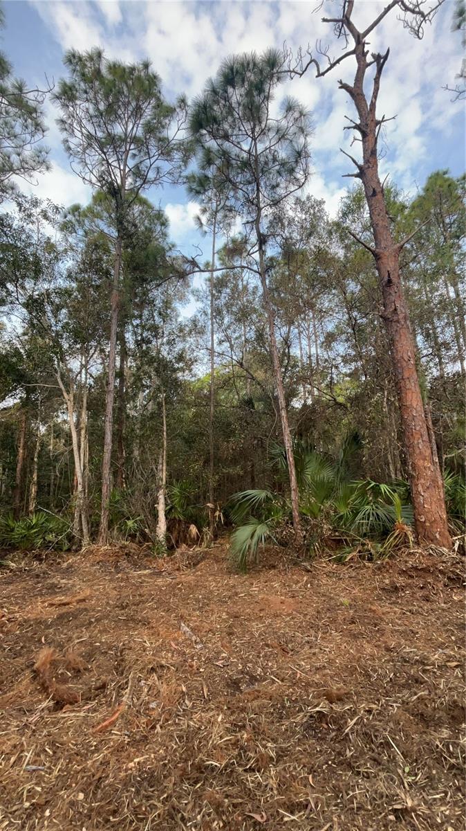 Pantera Ln Property Photo 34