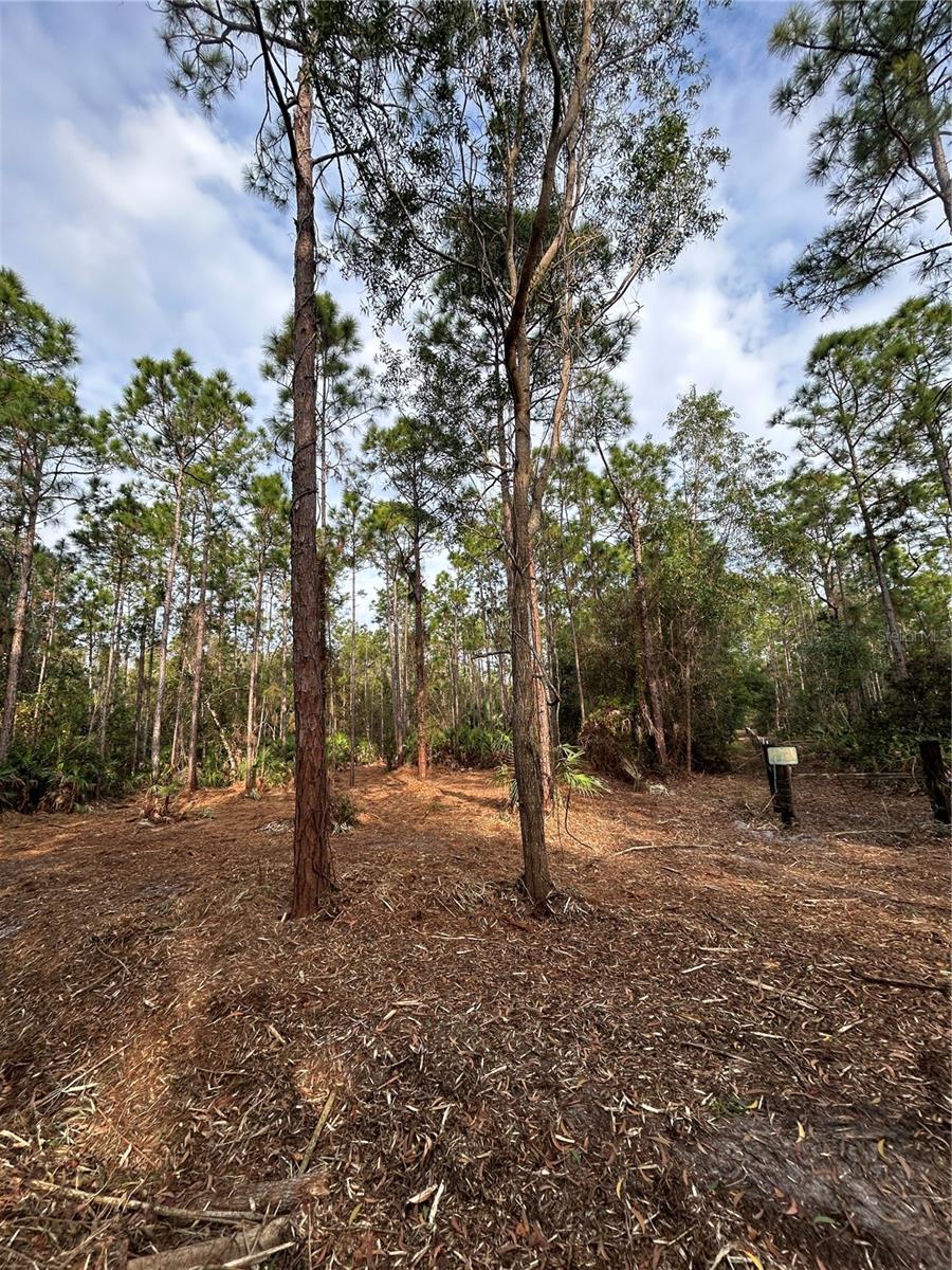 Pantera Ln Property Photo 39